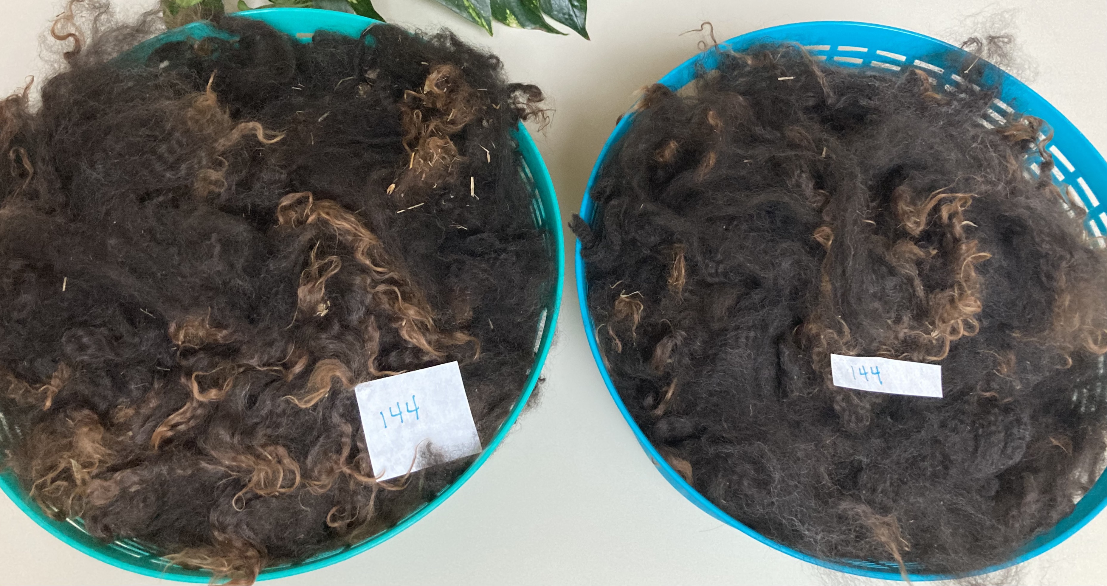 Alpaca Cria “Epic Wave” – thenaturalspinner@gmail.com
